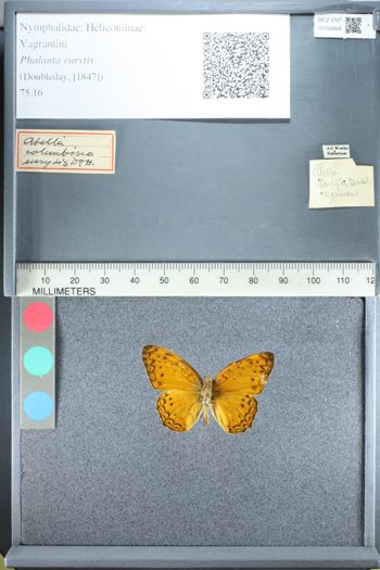 Media type: image;   Entomology 158968